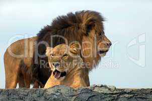 Lions, African Lion Safari
