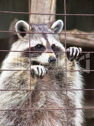 Racoon