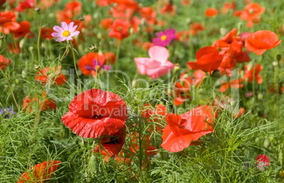 Summer Meadow