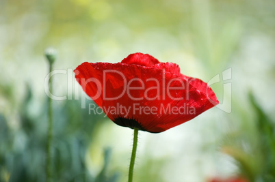 A single red poppy against a green background.