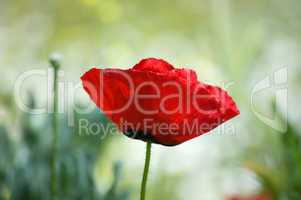 A single red poppy against a green background.