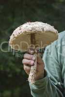 Mushrooms in a Dolomites Wood, Italy