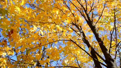 Maple yellow leaves