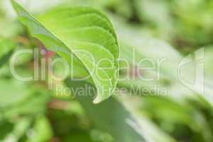 Nature Background - Green leaves 08