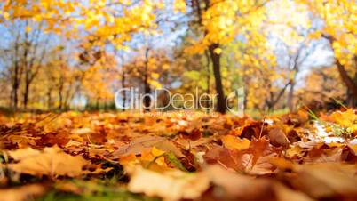 Falling yellow Leaves