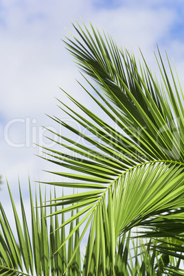 Hintergrund - Palmenblätter