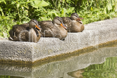 Drei Enten am Wasser