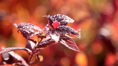 morning dew on the autumn foliage