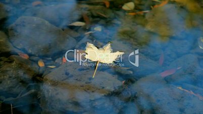 Fallen Leaf