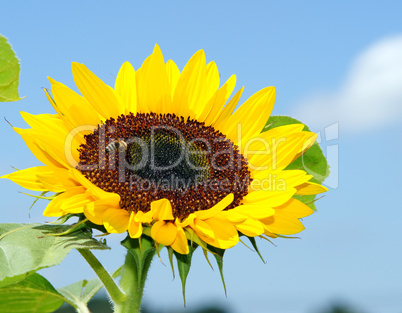 Sonnenblume blauer Himmel - Sunflower blue Sky