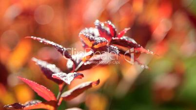 morning dew on red foliage