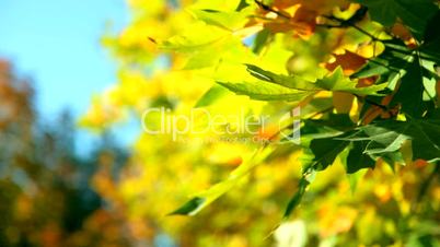 Fall leaves against the blue sky