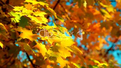autumn colorful foliage