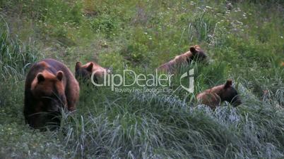 Grizzley Bear and three cubs Alaska P HD 7492