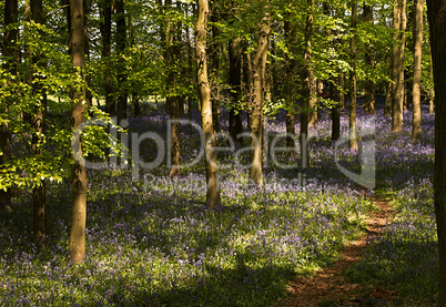 Bluebells in Spring