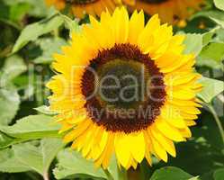 Sonnenblume in der Sonne - Sunflower in the Sunlight