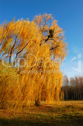 Willow tree (Salix) in a park in warm colors of sunset, Olexandr