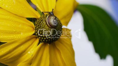 Snail Climbing up Blossom