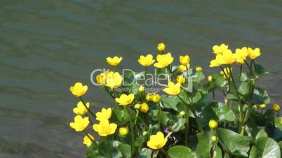Gelbe Blumen am See - Video - Flowers at Lake