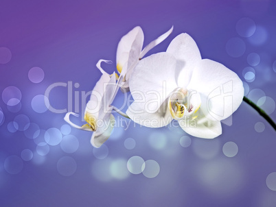 orchid