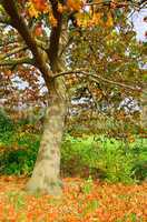 Eiche im Herbst - Oak tree in fall 01