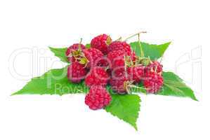 Himbeere - raspberry 18