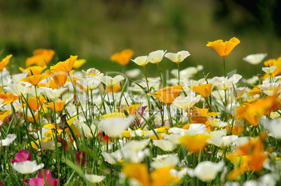 Kalifornischer Mohn - California poppy 31