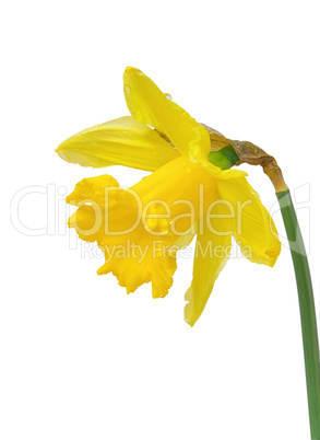 Osterglocke auf weiss - daffodil on white 02