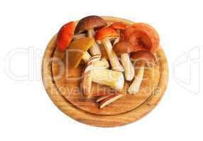 Pilz - mushroom 08