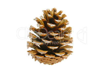 Pinienzapfen - pine cone 06