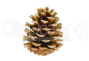 Pinienzapfen - pine cone 06
