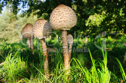 Riesenschirmpilz - Parasol mushroom 12