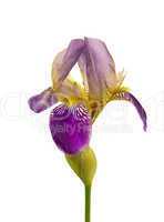 Schwertlilie freigestellt - iris isolated 02