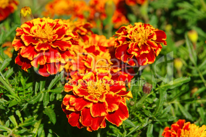 Tagetes 22