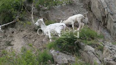 Dall Sheep mother baby on cliff P HD 1556