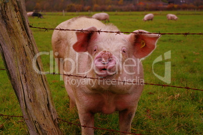 Junges neugieriges Schwein am Stacheldrahtzaun
