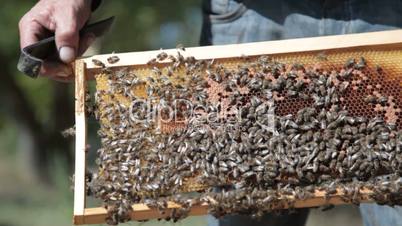 Bees inside beehive