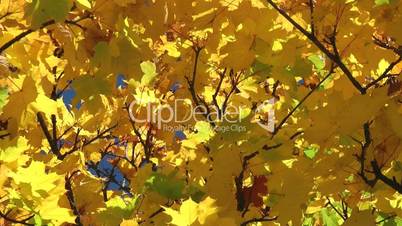 Herbstlaub gelb - Indian Summer yellow