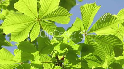 Kastanienblätter - Video - Aesculus Leaves