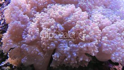 Korallen im Meer - Video - Corals in the Ocean