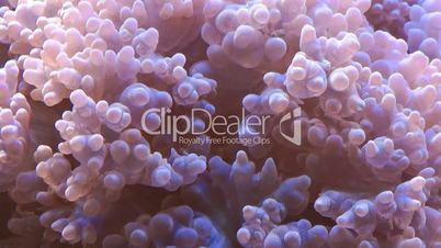Korallen Nahaufnahme - Video - Corals Close-up
