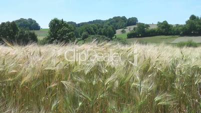 Kornfeld & Naturlandschaft - Video - Cereal Grains