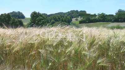 Kornfeld & Naturlandschaft - Video - Cereal Grains