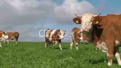 Cows on Meadow - Kühe auf der Weide