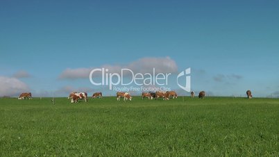 Kuh Herde auf der Weide - Video - Cows Nature