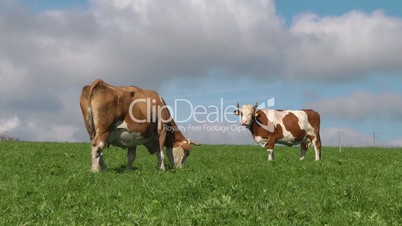 Kühe auf der grünen Wiese - Video - Cows Nature