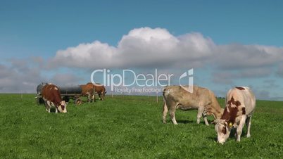 Kühe auf der Weide - Video - Cows on Meadow
