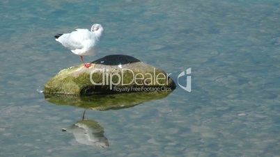 Möwe Spiegelung Wasser - Seagull