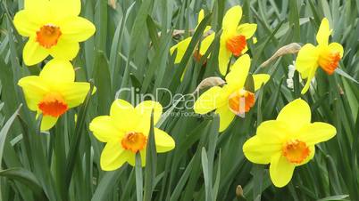 Gelbe Narzissen - Video - Yellow Daffodils