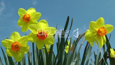 Narzissen & Himmel - Video - Daffodils & Sky